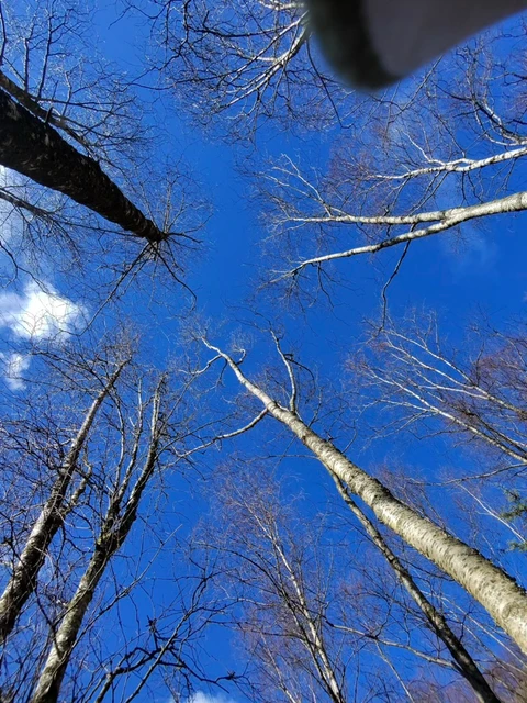 Birch trees reaching towards a blue sky