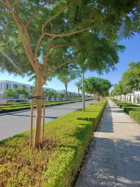 Tree-lined walkway in Dubai